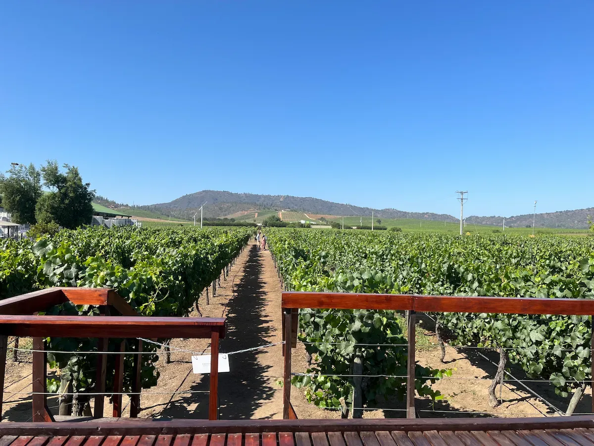 Hileras de viñedos en el valle de Casablanca